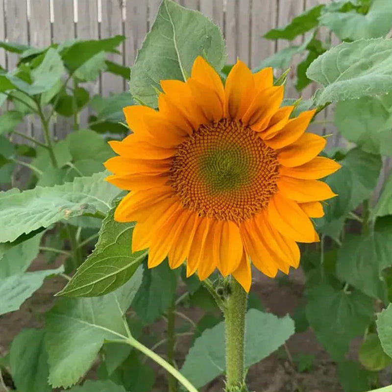 Semillas de girasol Pro Gold Lite