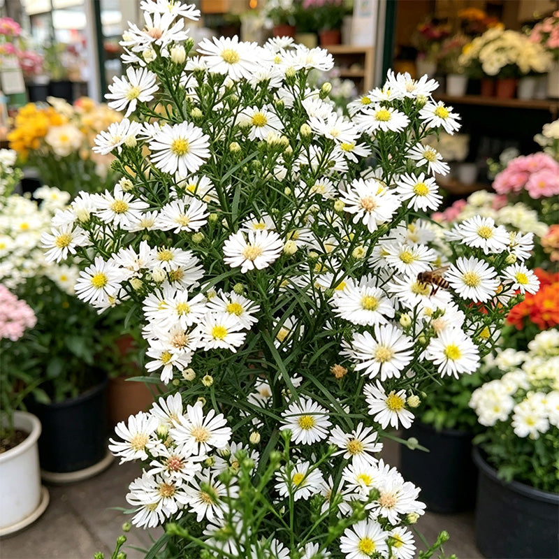 White Aster (Symphyotrichum) Seeds