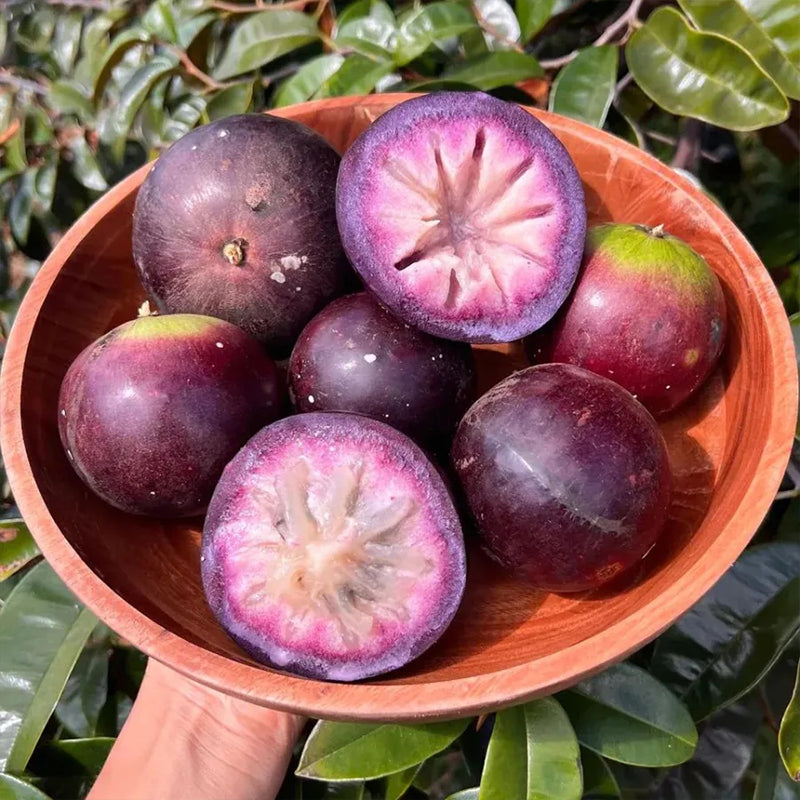 Semillas de fruto de leche: caimito, Chrysophyllum cainito