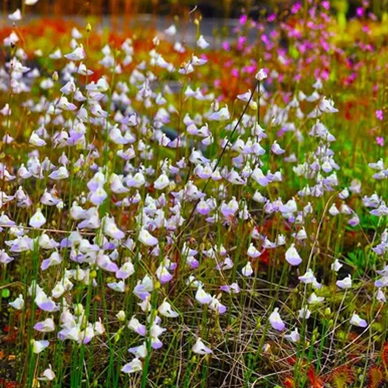 Utricularia sandersonii Seeds