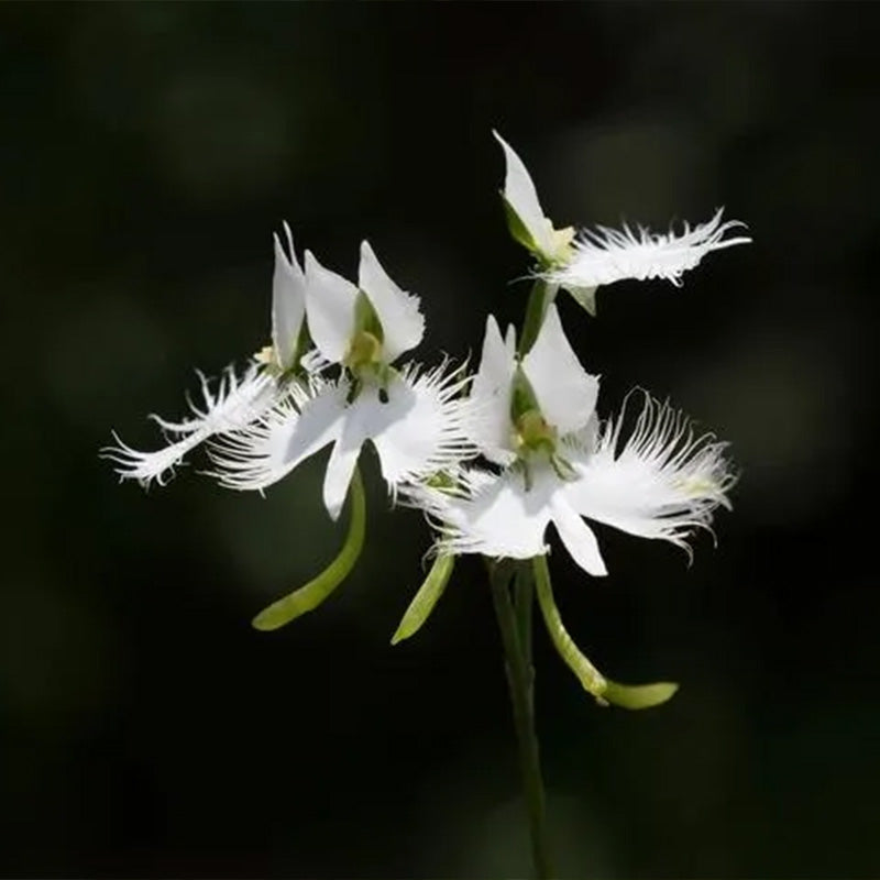 Habenaria radiata Seeds