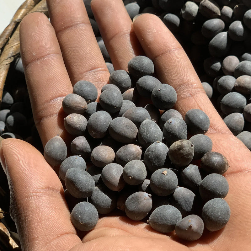 Rare Rainbow Lotus Seeds Bowl Water Lily Hydroponic Plants Fast Growing