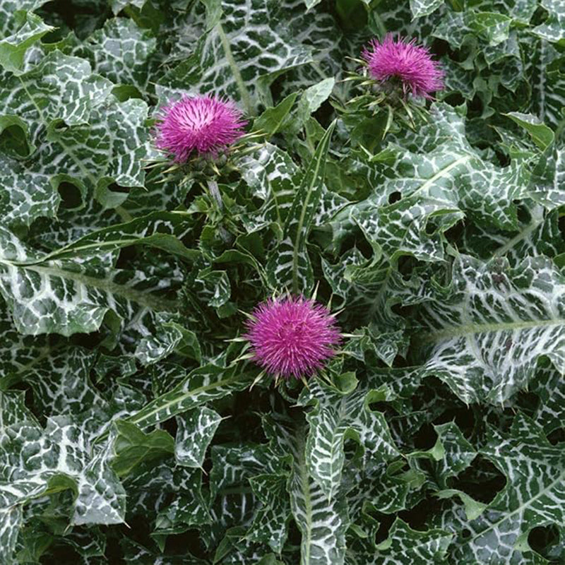 Biennial Milk Thistle Herb Seeds for Planting