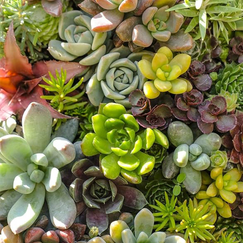 Semillas de suculentas raras de colores variados Planta de flores de bonsái para jardín y hogar