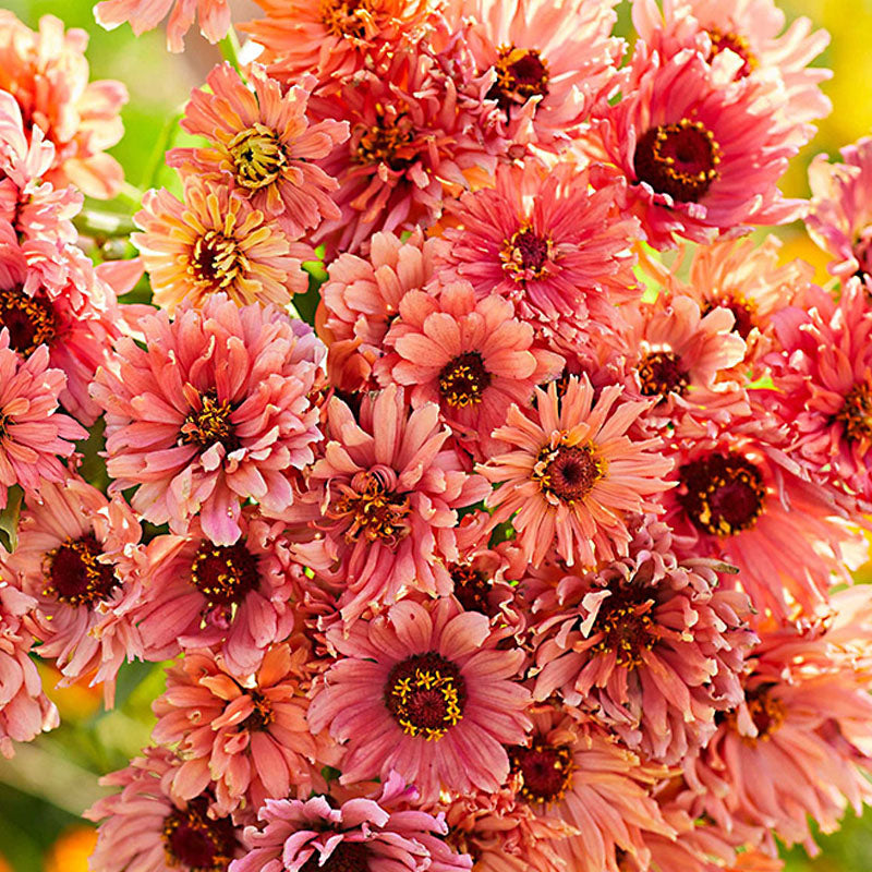 Amarilis de belleza rayada