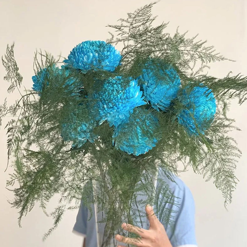 Rare blue Peony Chrysanthemum