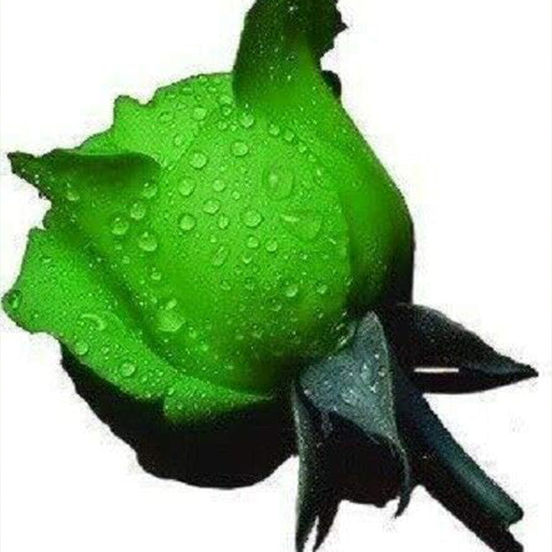 Rosa verde Rosa Flores Semillas Arbusto Arbusto Perenne Flor