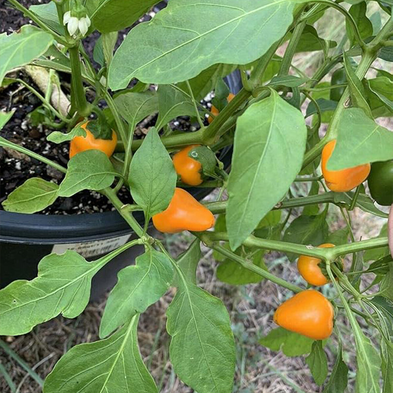 Lunchbox Sweet Snacking Pepper Seeds Red Orange Yellow Non-GMO