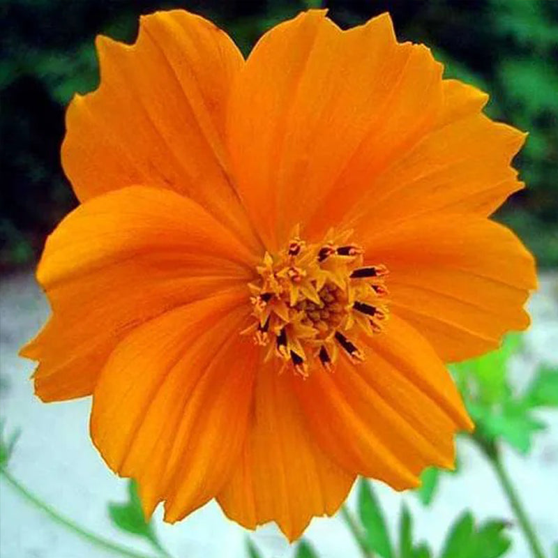 Semillas de flores Cosmos Orange - Desi