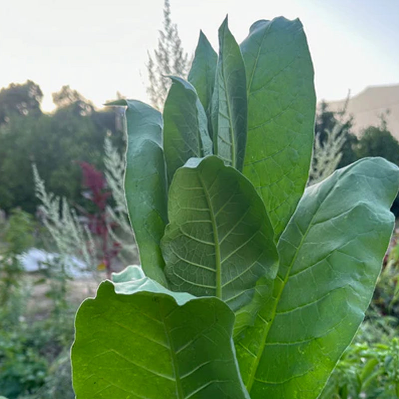 Semilla de tabaco Shirazi