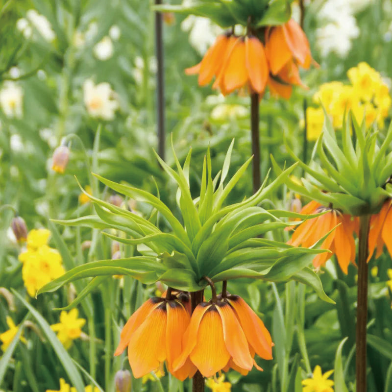 Fritillaria Corona Imperial Aurora