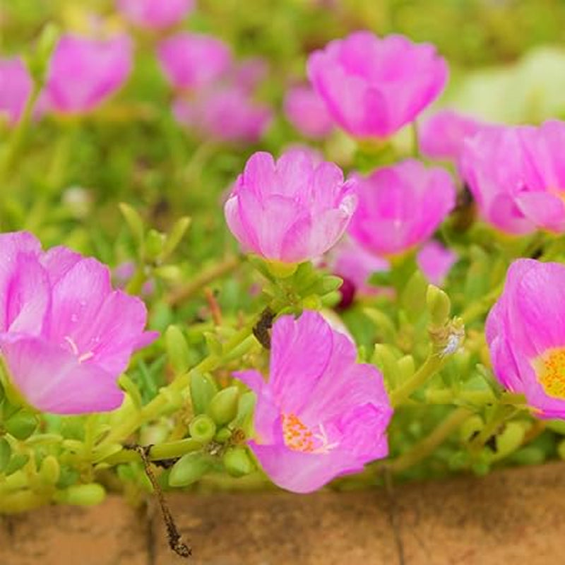 Semillas de rosa musgosa para plantar al aire libre Semillas de verdolaga raras Planta suculenta para cubrir el suelo Semillas de portulaca oleracea