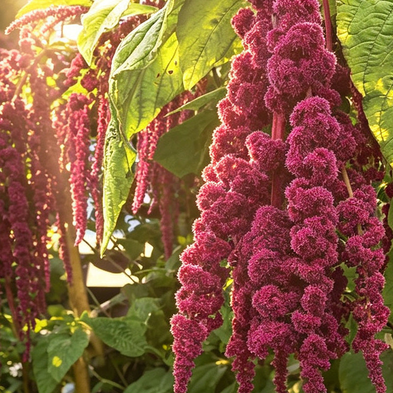Love-Lies-Bleeding (Amaranthus caudatus) Seeds