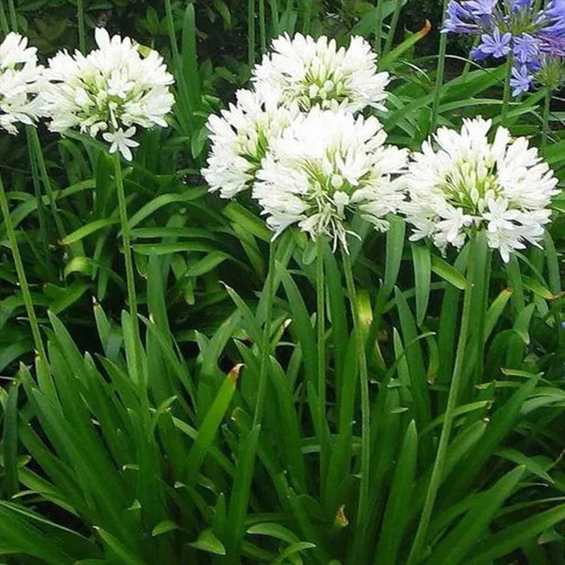 Agapanthus africanus 'Albus'