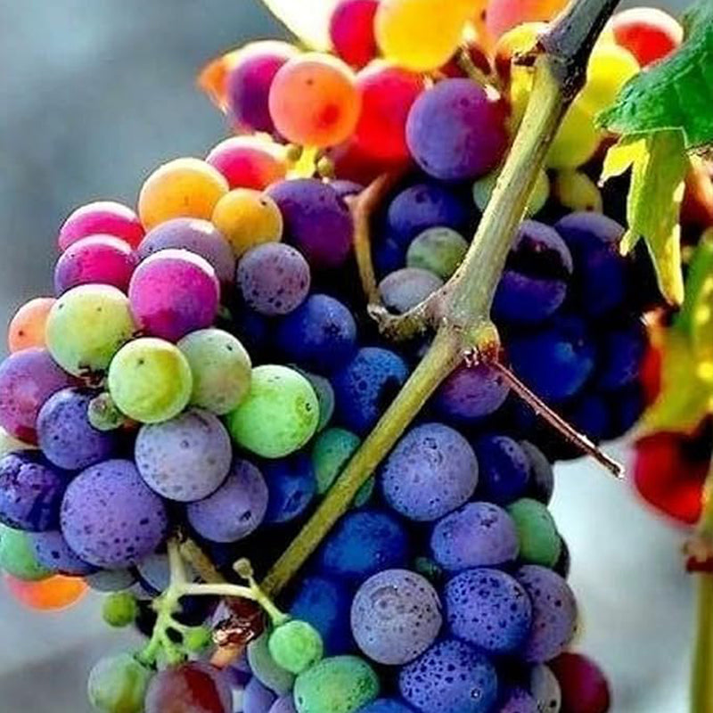 Rainbow Grape Fruit Seed Rare Sweet Fruit Gardening