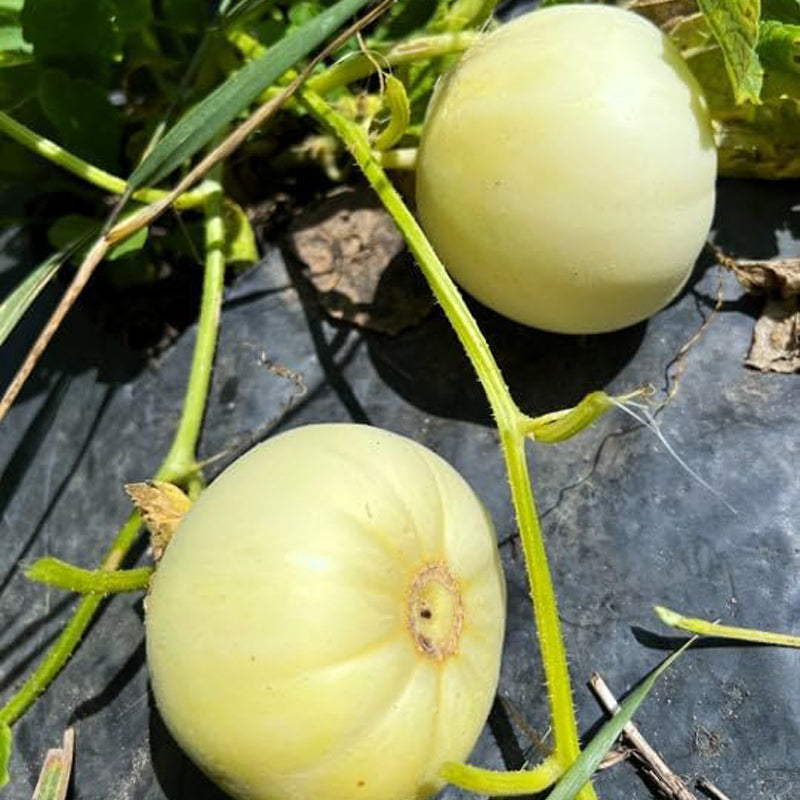 Semillas de melón de Taiwán Bai Mibao Melón blanco de pared fina Melón chino Melón Sakata Híbrido