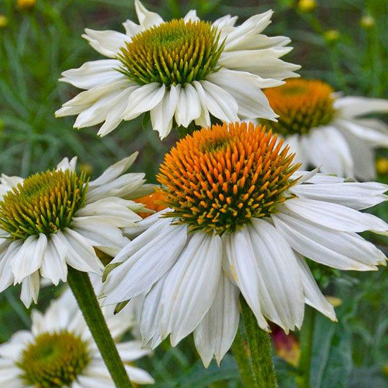 White Swan Coneflower Seeds - Hardy Perennial Pollinator Flower