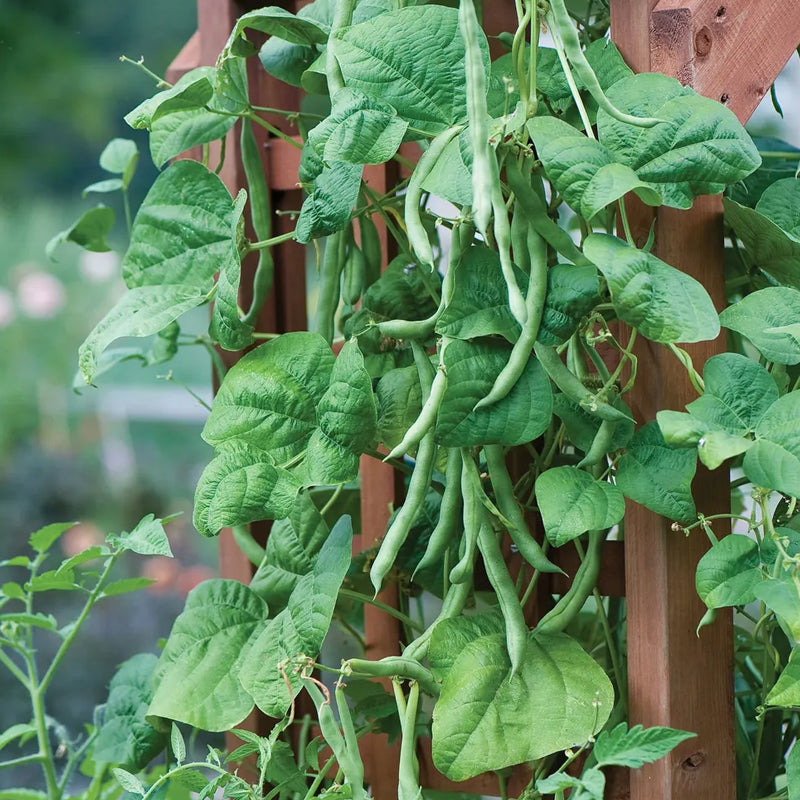 Bean, Pole Kentucky Blue