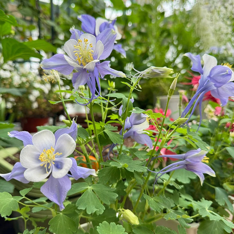 Columbine, Early Bird Blue & White