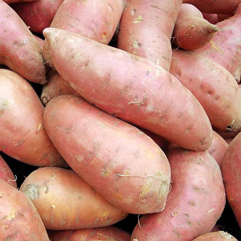 Sweet Potato Seeds Non-GMO Sweet Vegetable Seeds Home Garden Plant Seed for Planting