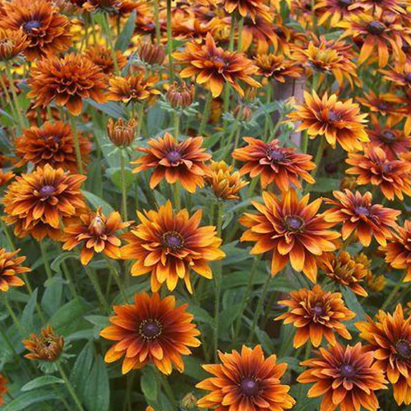 Double Gloriosa Black-Eyed Susan Seeds