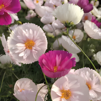 Cosmos bipinnatus 'Cupcakes and Saucers Mix' Seeds