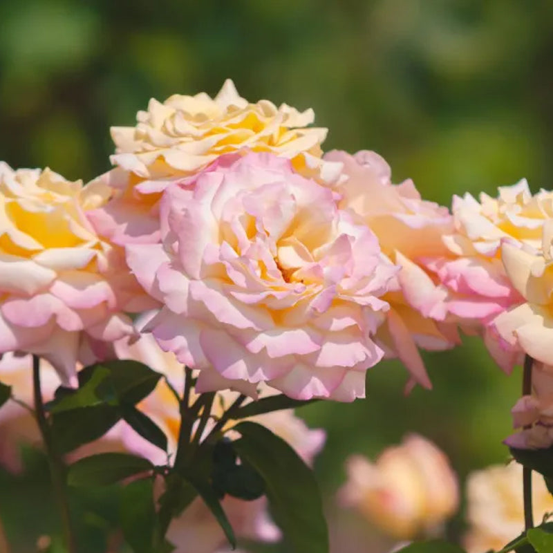 Rosas de la Paz - El Mensajero de la Paz