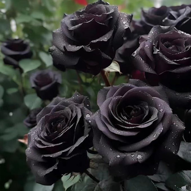 Rare Black Rose Seeds for Planting
