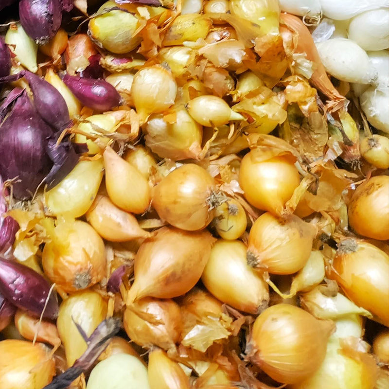 Yellow Stuttgarter Onion Sets Seeds,Noon Day Neutral Planting Set Growing Vegetable Scallion Green Seed