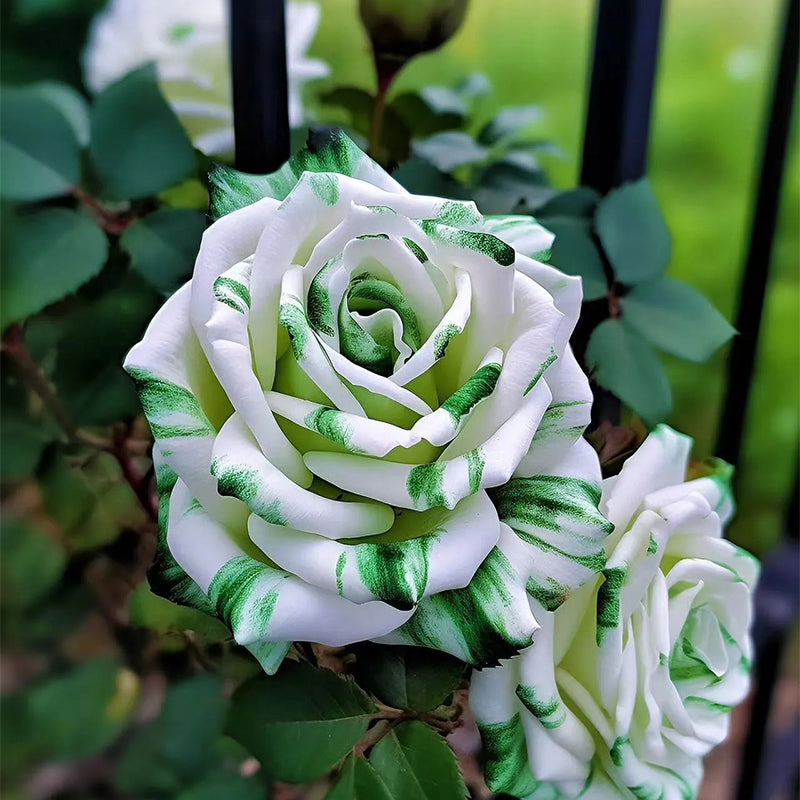 Rosas gemelas blancas y verdes raras