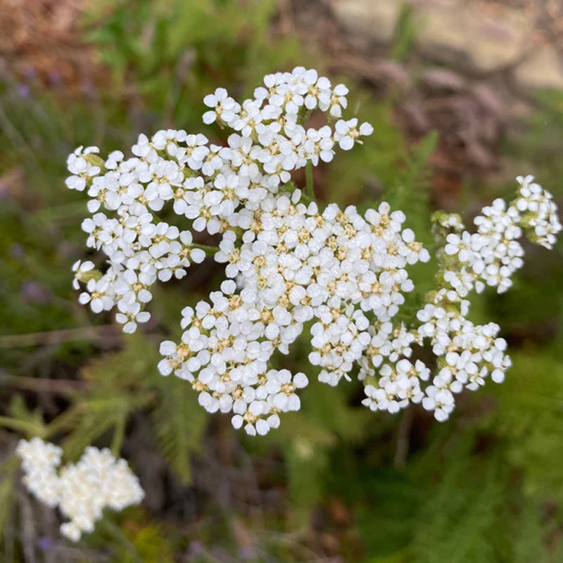 White Yarrow