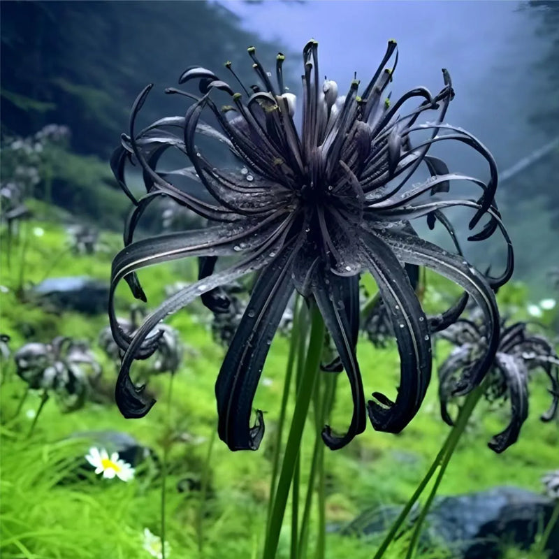 Black Spider Lily