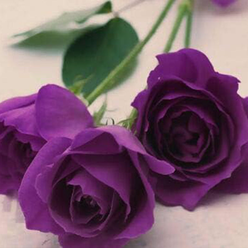 Mixed Multicolored Rose Flower Seeds Perennial Flowers Rare Plants