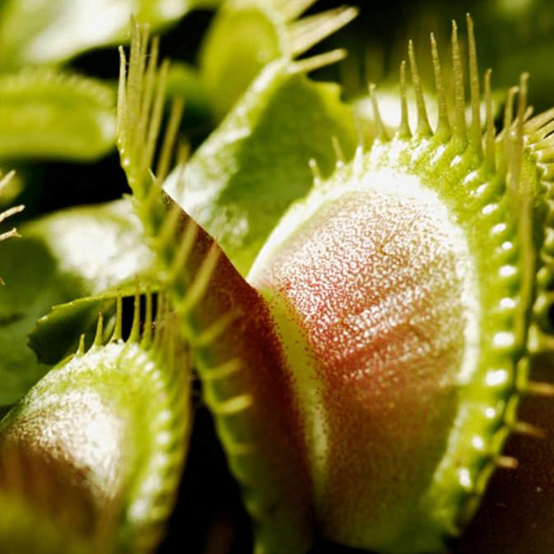 Semillas de Venus atrapamoscas Semillas de Venus atrapamoscas para plantar en el jardín de casa