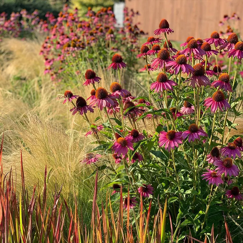 🌸Purple Coneflowers&Black Eyed Susan Mix