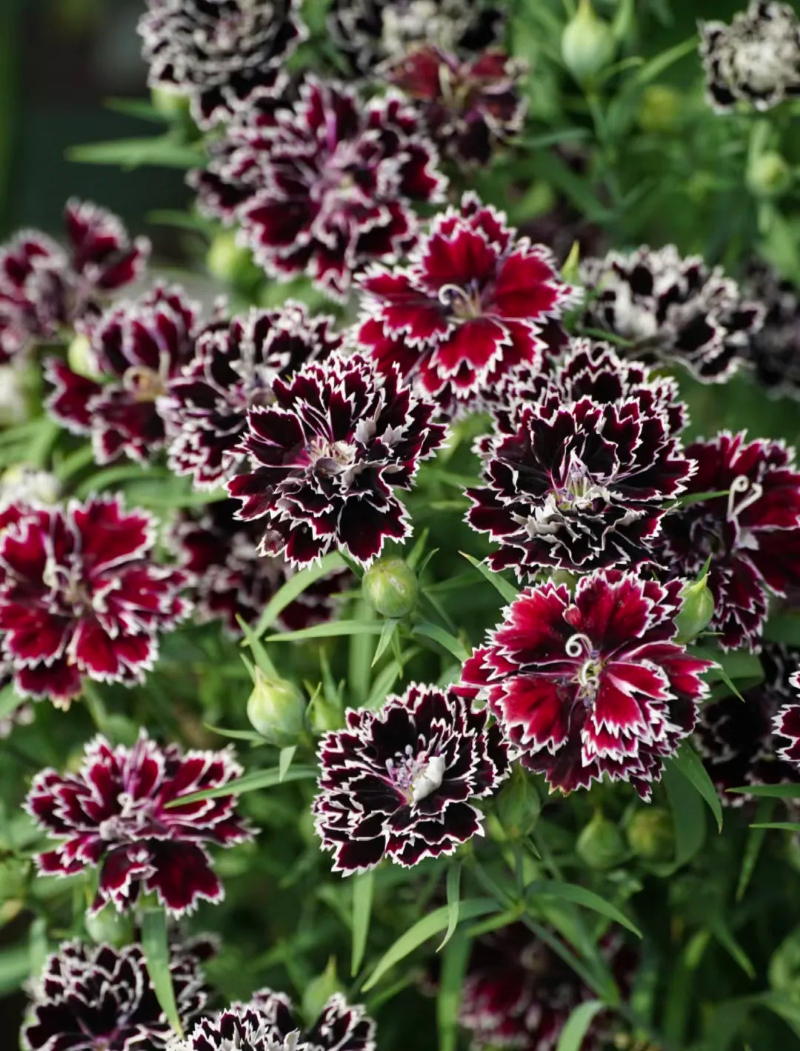 Dianthus Heddewigii Black White Carnation Flower Seed, Non GMO Heirloom