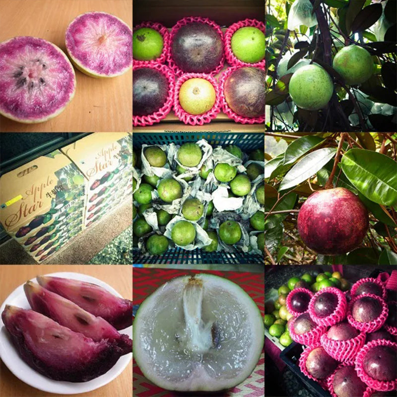 Semillas de fruto de leche: caimito, Chrysophyllum cainito