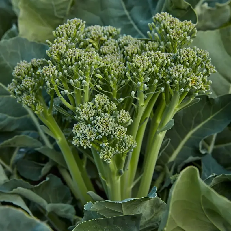 Broccoli Seeds (Organic) - Aspabroc F1