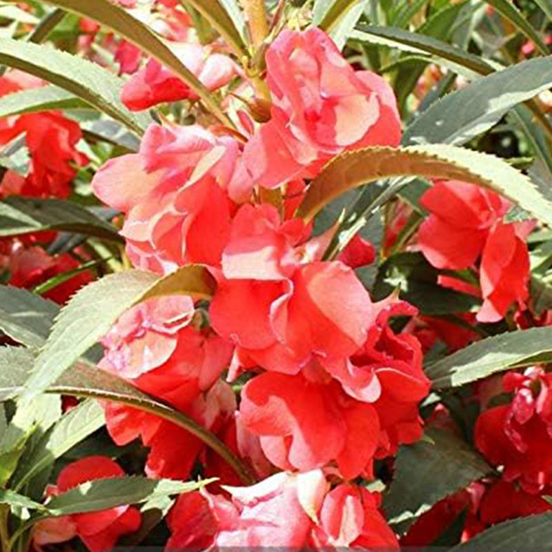 Impatiens mixtas Balsamina Balsam Camelia Impatiens Semillas Flor doble No me toques