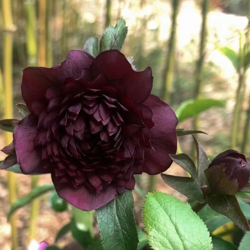 Mysterious Black Bark Double Petal Rose Seeds