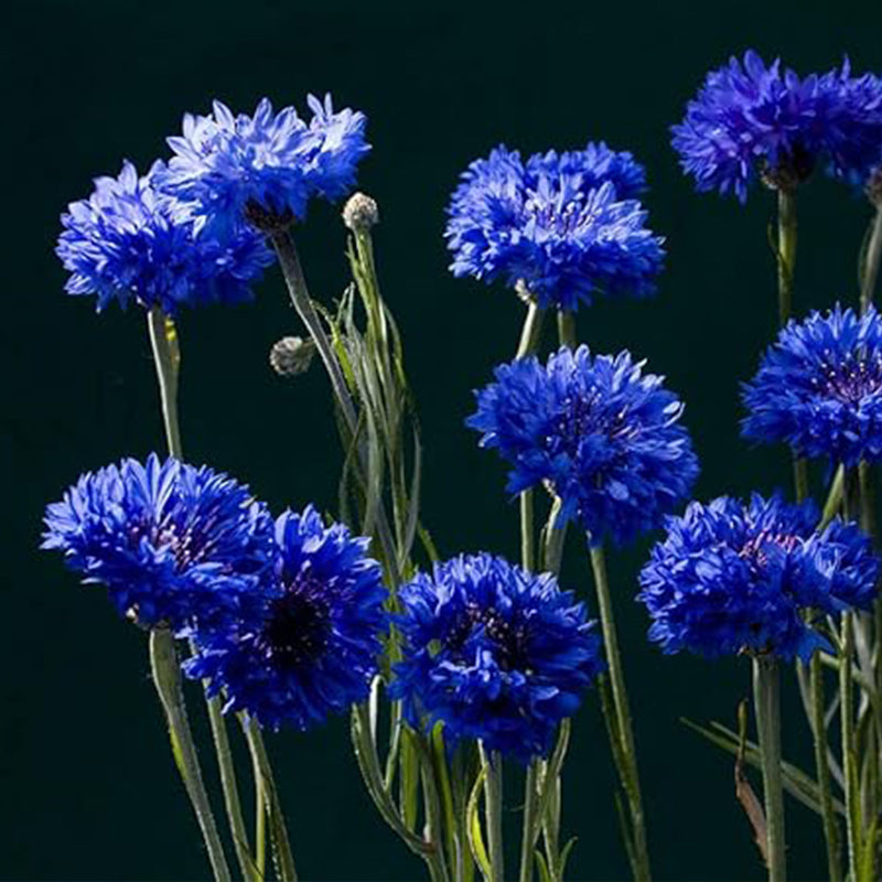 Blue Cornflower Seeds Bachelor’s Buttons Centaurea Cyanus Flower
