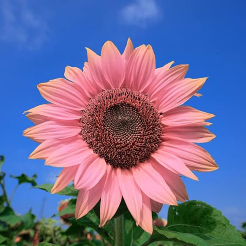Semillas de girasol rosa para plantar, fáciles de plantar y cultivar, plantas de jardín al aire libre y bonsái Semillas de Helianthus annuus