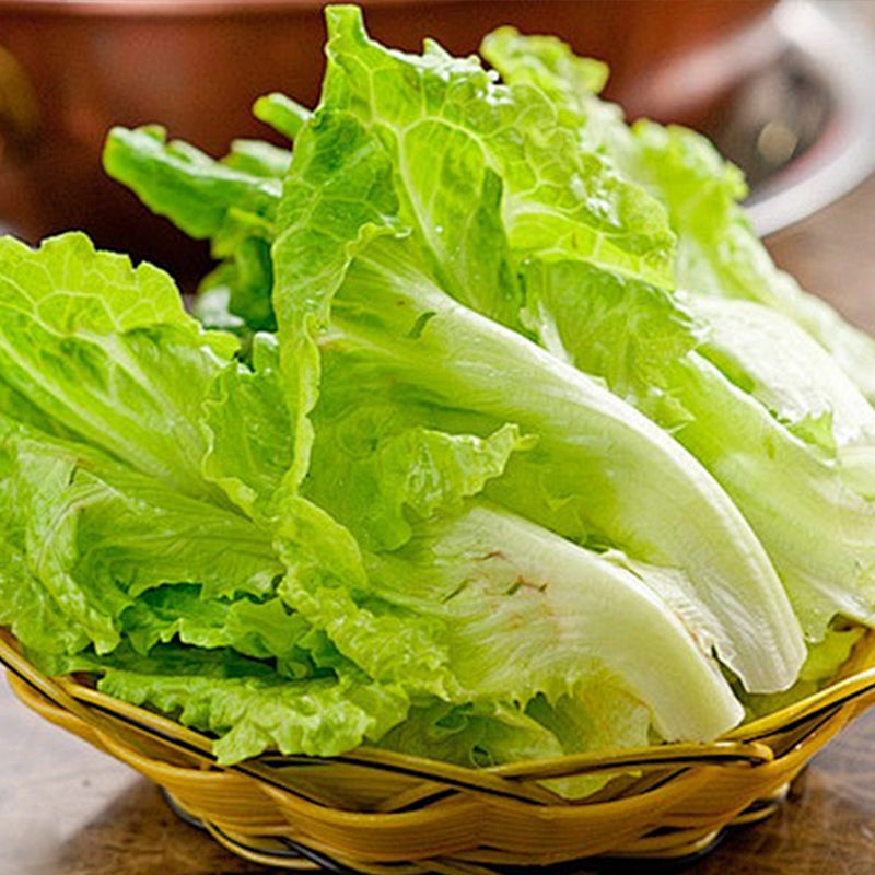 Cabbage Bilko F1 Organic