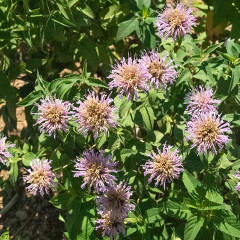 Bee Balm (Wild Bergamot Lavender)