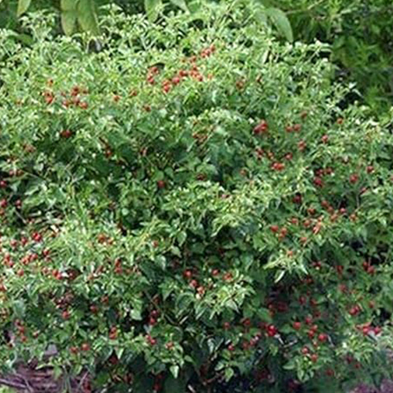 Pimientos Piquín - Pequeños pimientos de un rojo brillante - ¡¡Tienen un gran impacto!!