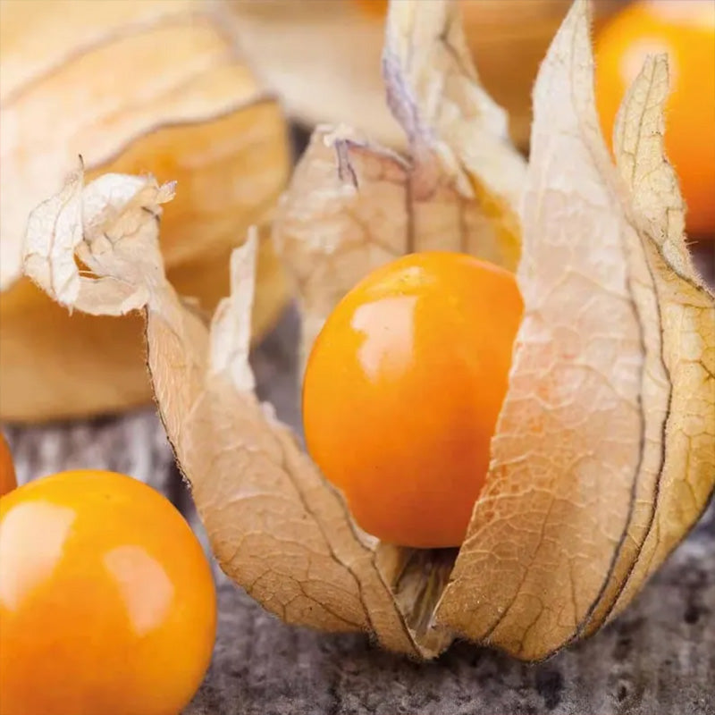 Physalis alkekengi,Strawberry groundcherry,Winter Ground Cherry - Chinese Lantern Seeds