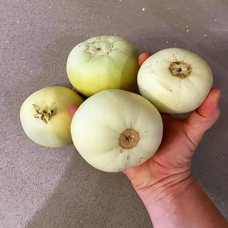 Semillas de melón de Taiwán Bai Mibao Melón blanco de pared fina Melón chino Melón Sakata Híbrido