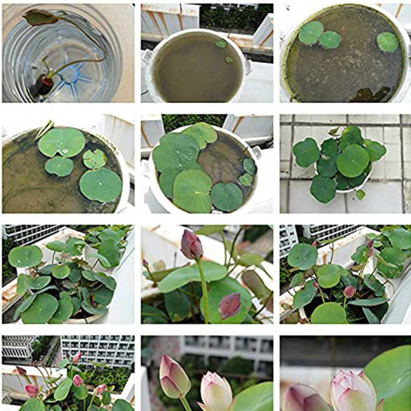 Mixed Bonsai Lotus Seeds