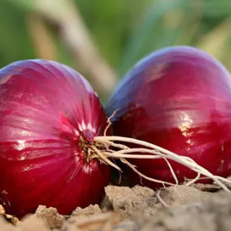 Purple Fruit Onion Vegetable Seeds