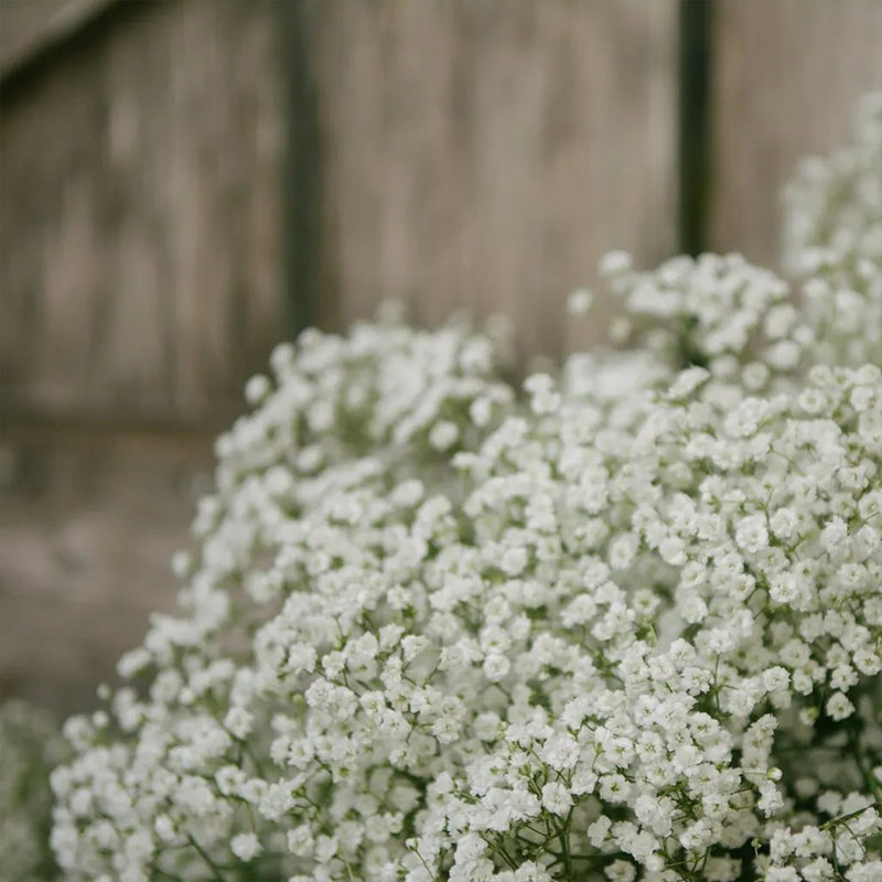 Gypsophila seeds Baby’s Breath Gypsophila